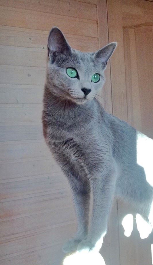 цвет глаз у русских голубых котят